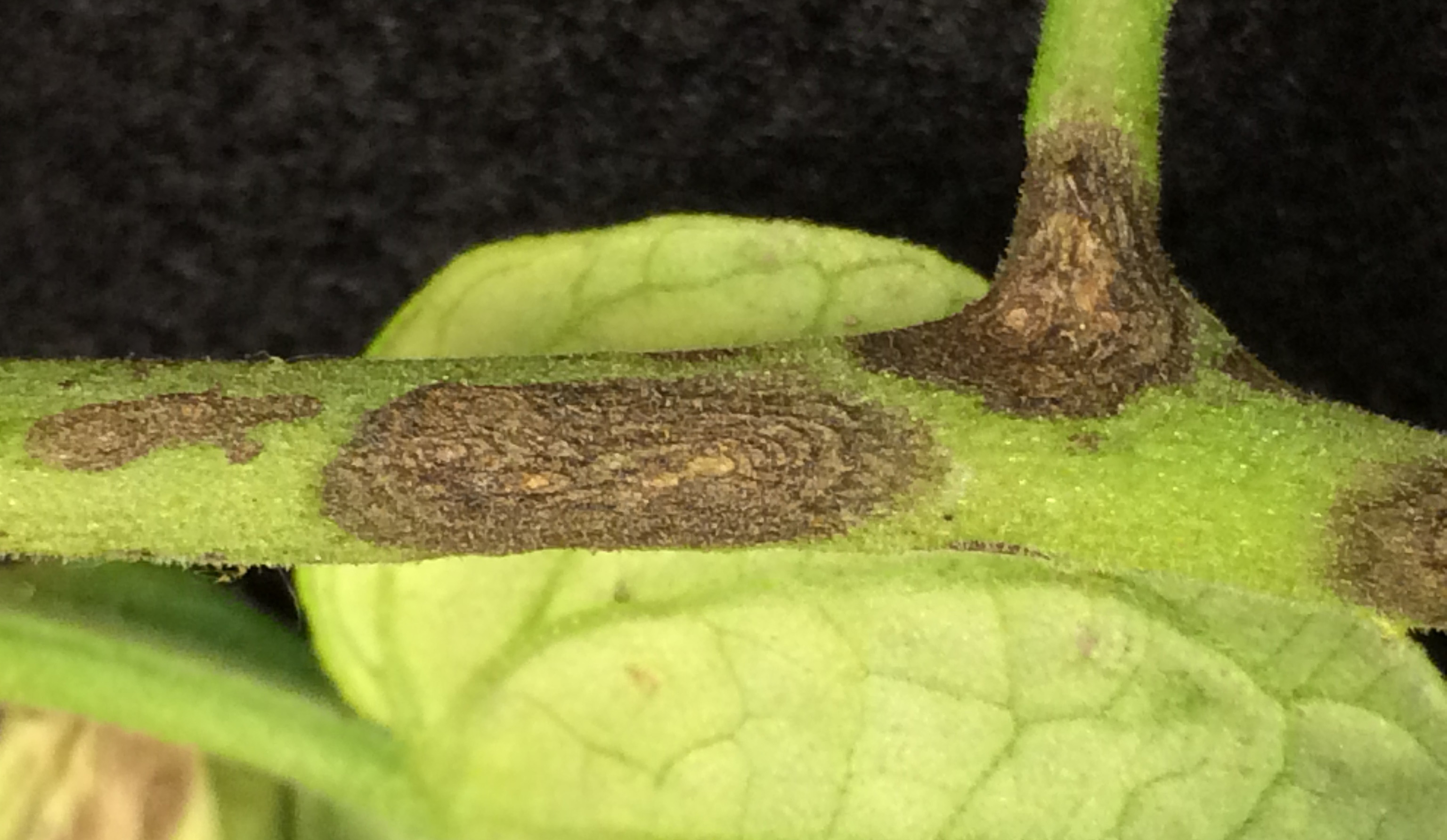Severe early blight on tomato plant.