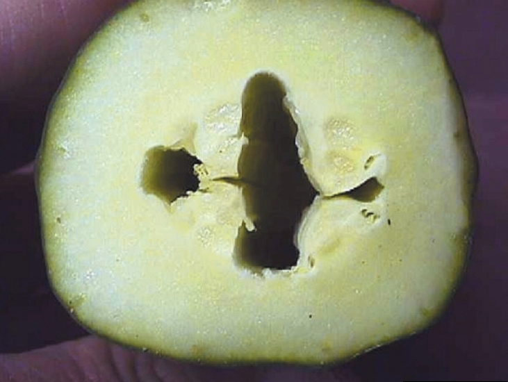 Hollow heart of cucumber.