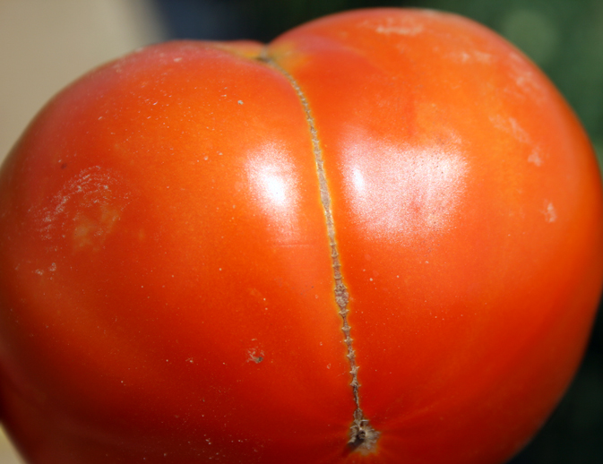 Zippering on tomato.
