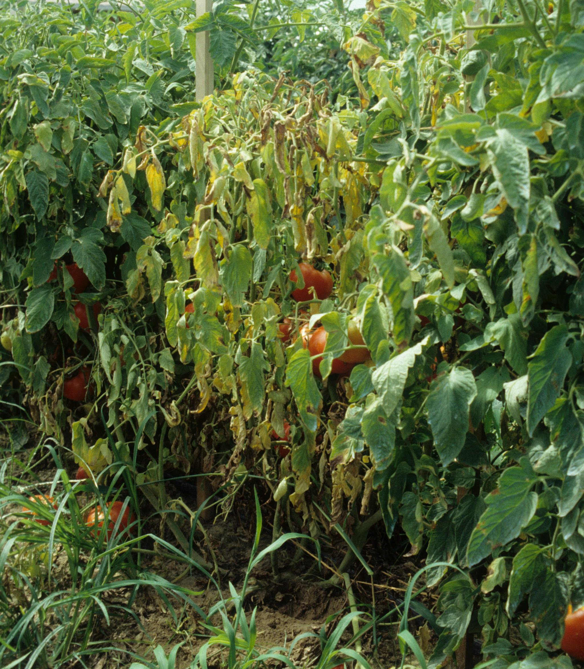 Fusarium Wilt of Tomato | Scouting Guides for Problems of Vegetables