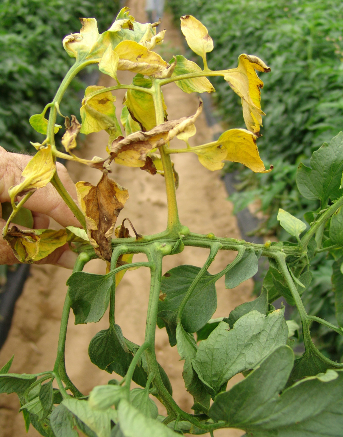 Fusarium Wilt of Tomato | Scouting Guides for Problems of Vegetables