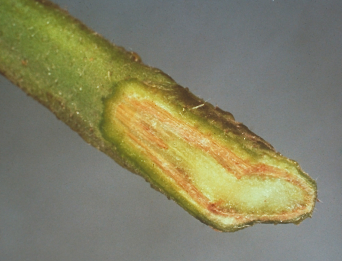 Fusarium wilt vascular browning.