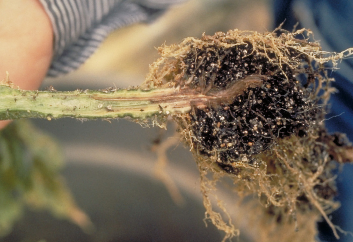 Fusarium root and crown rot.