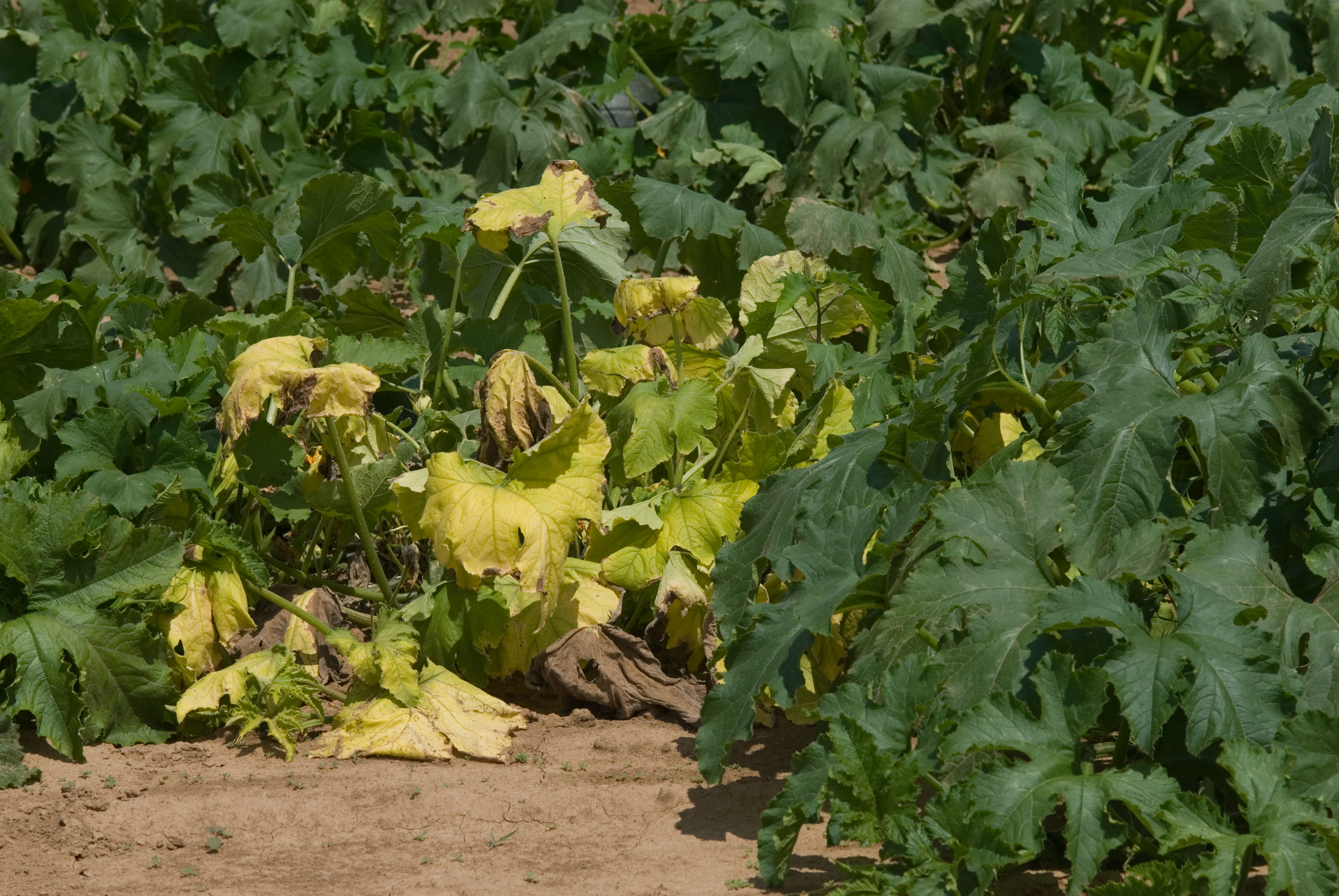 Yellow vine decline.