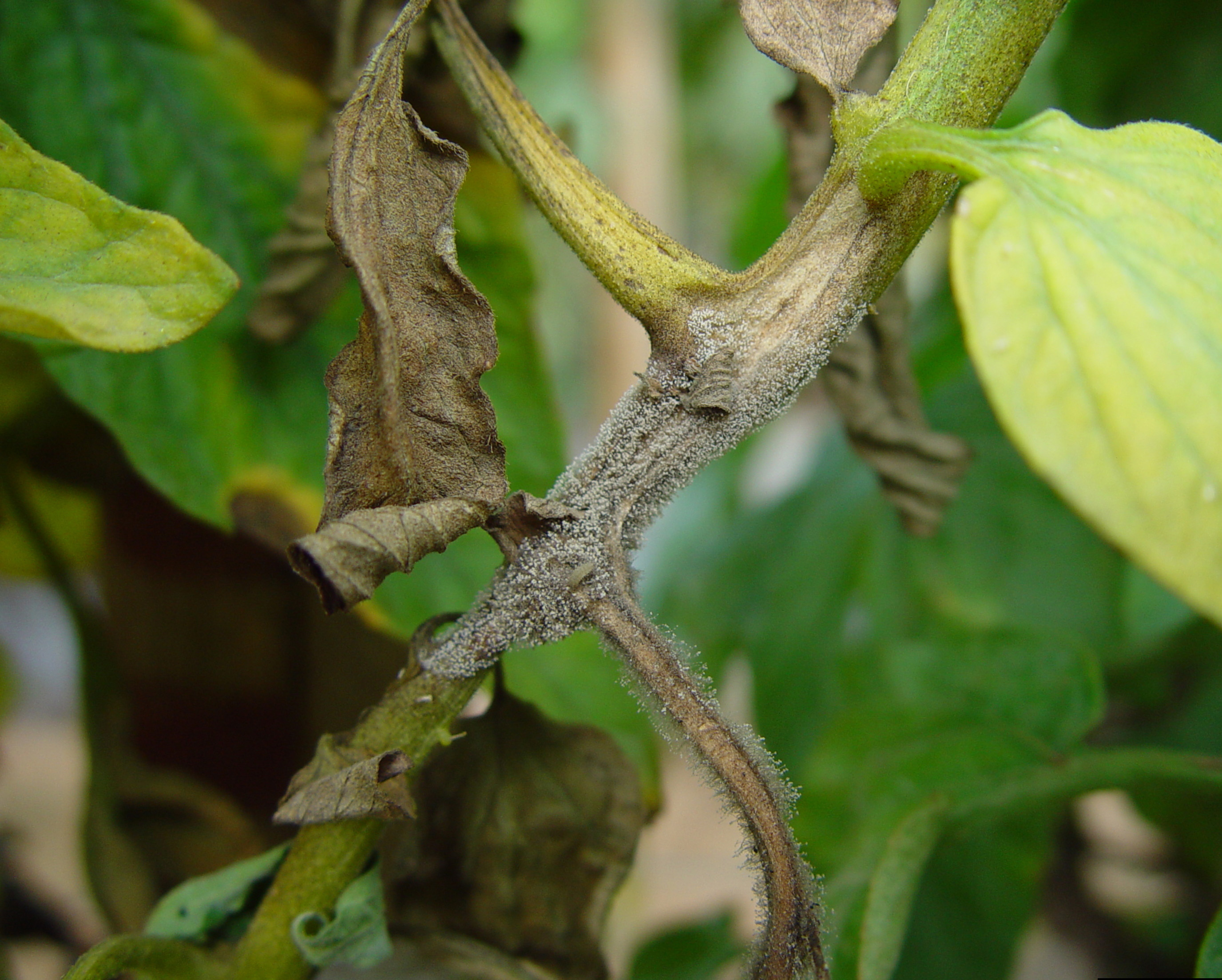 Gray Mold of Tomato | Scouting Guides for Problems of Vegetables