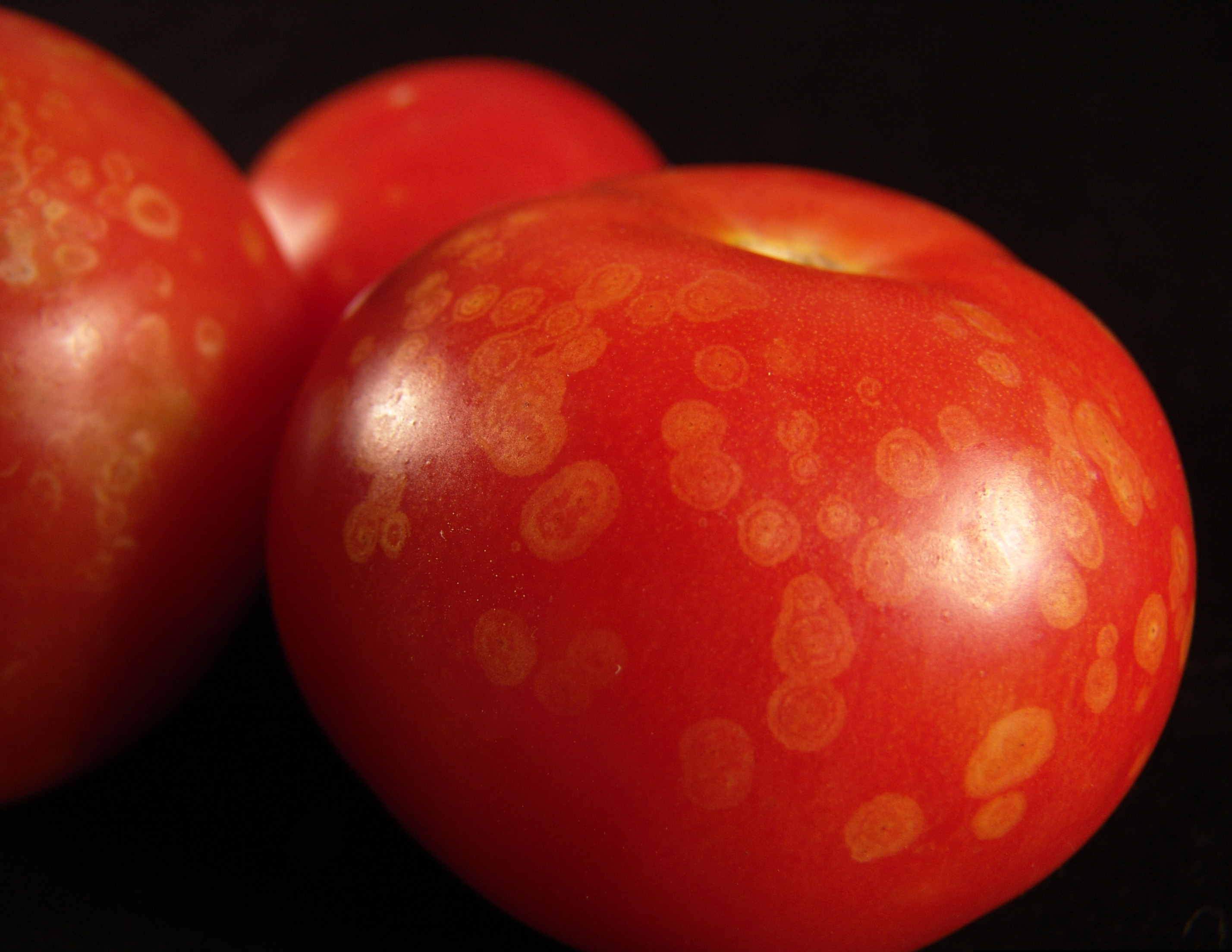 Ghost spot on tomato fruit.