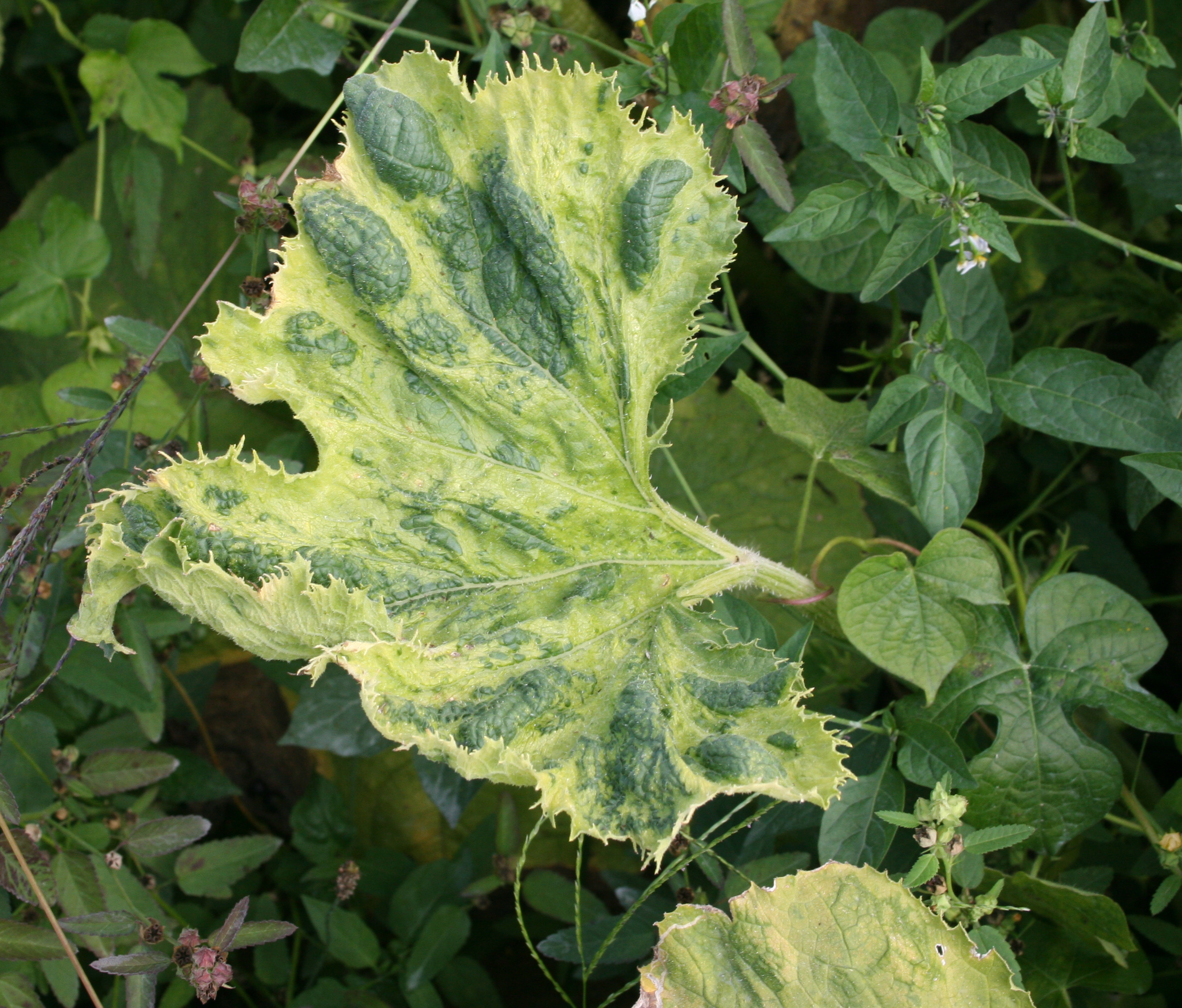 Potyvirus complex symptoms on pumpkin foliage.