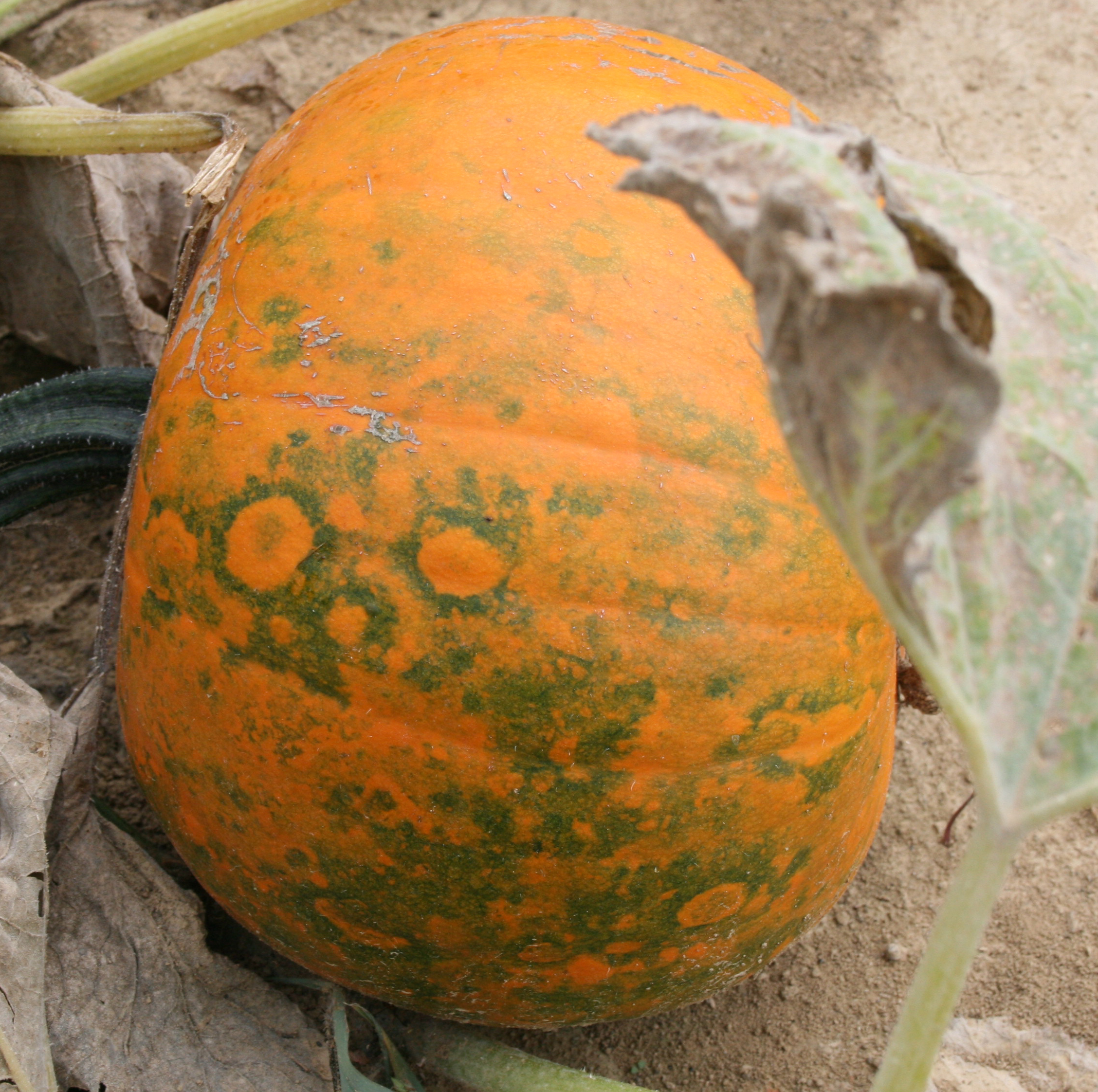 Potyvirus complex symptoms on pumpkin fruit.