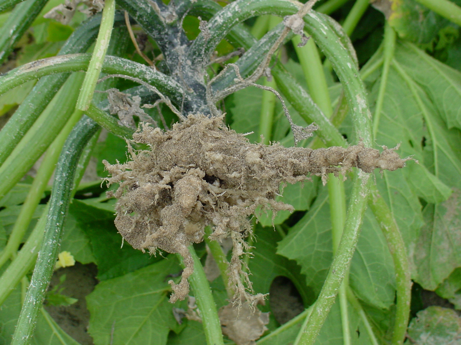 Root-knot nematode on summer squash roots.