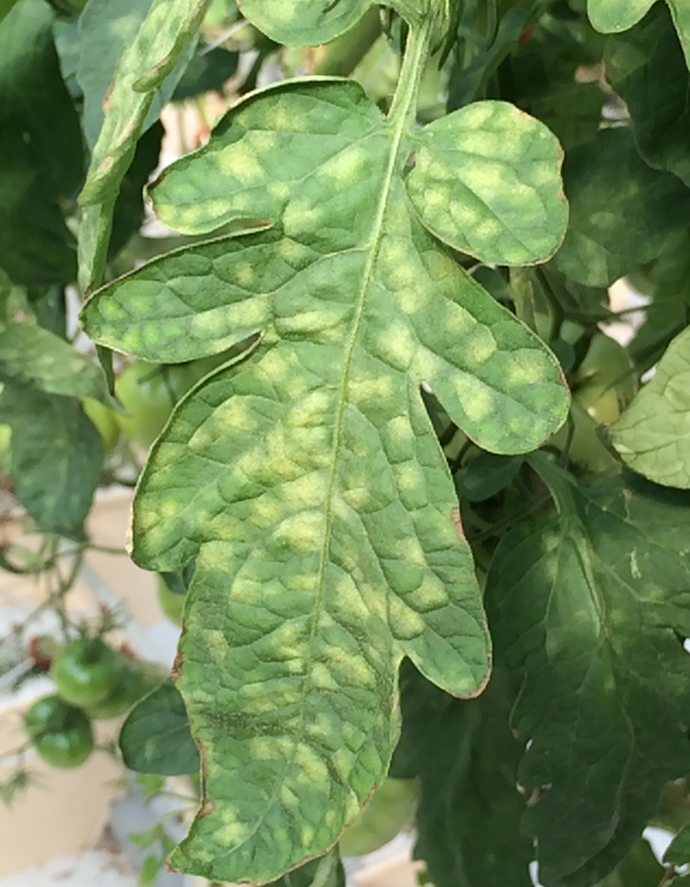 Leaf mold on upper leaf.