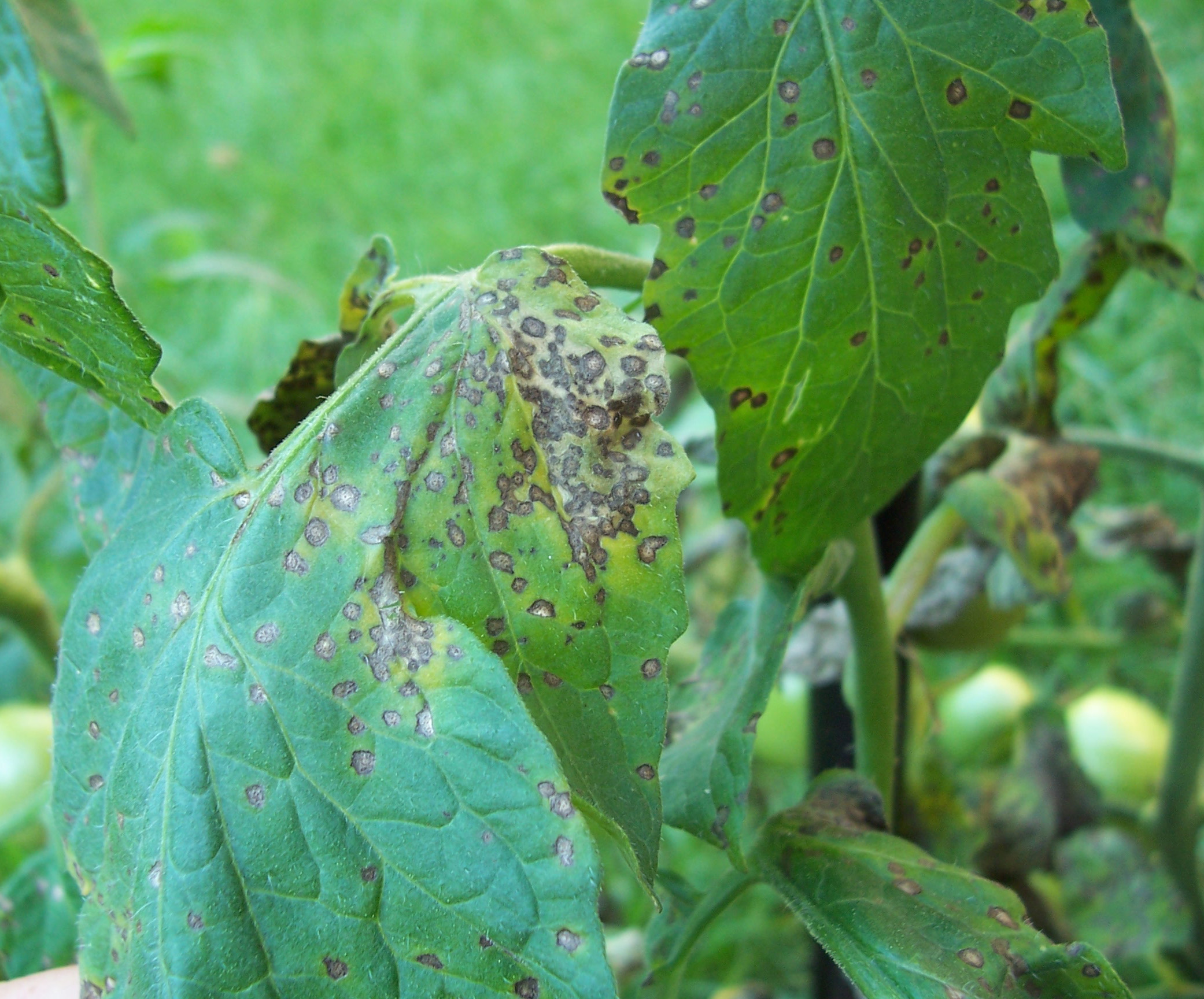 Septoria Leaf Spot or Blight of Tomato | Scouting Guides for Problems ...