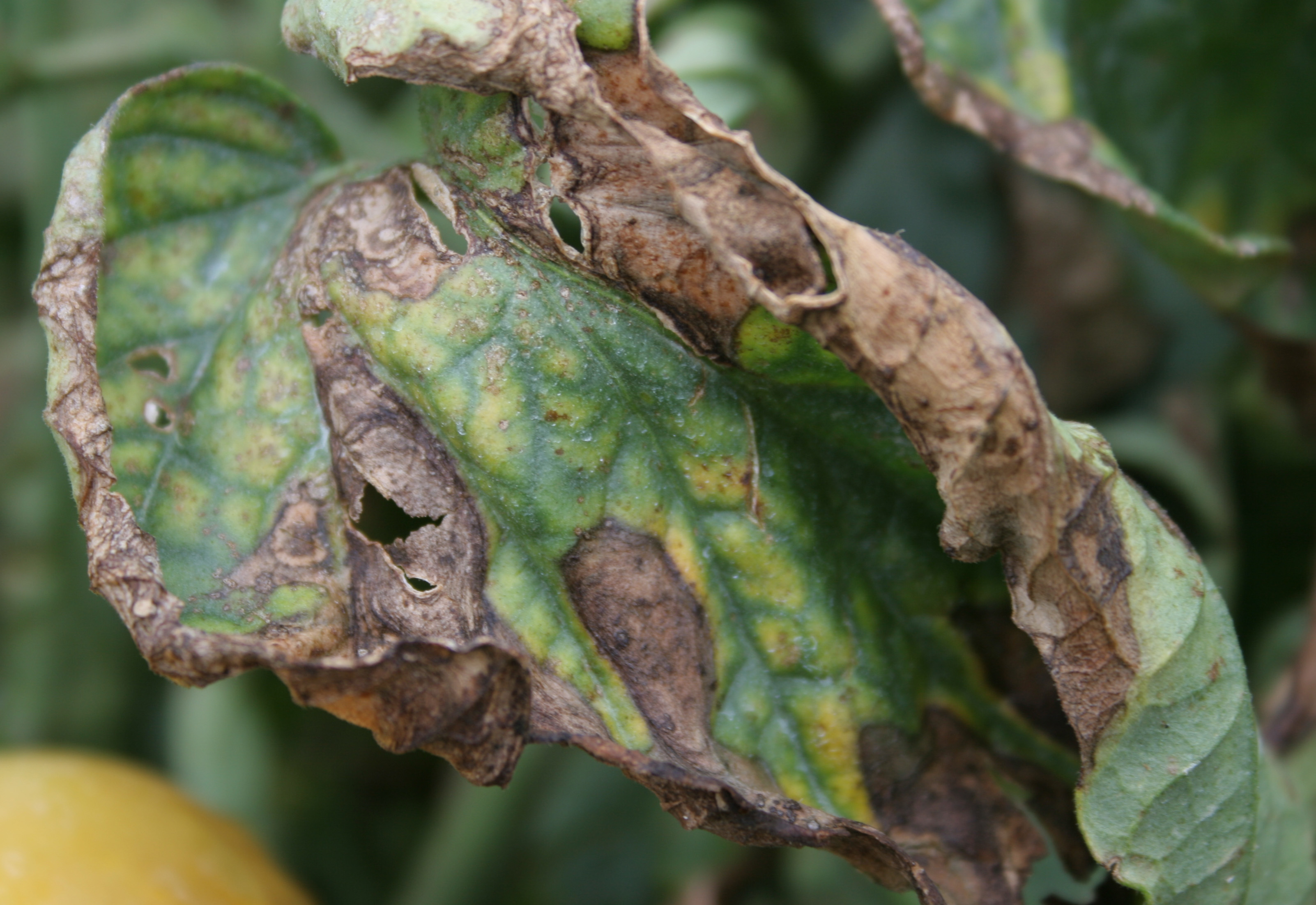 Bacterial canker firing.