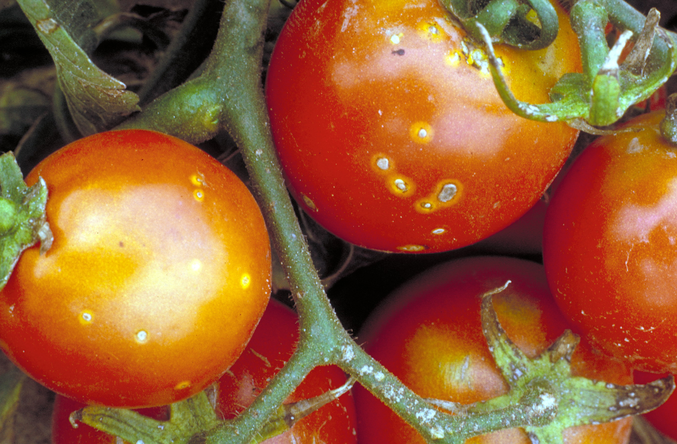 Bacterial canker on fruit.