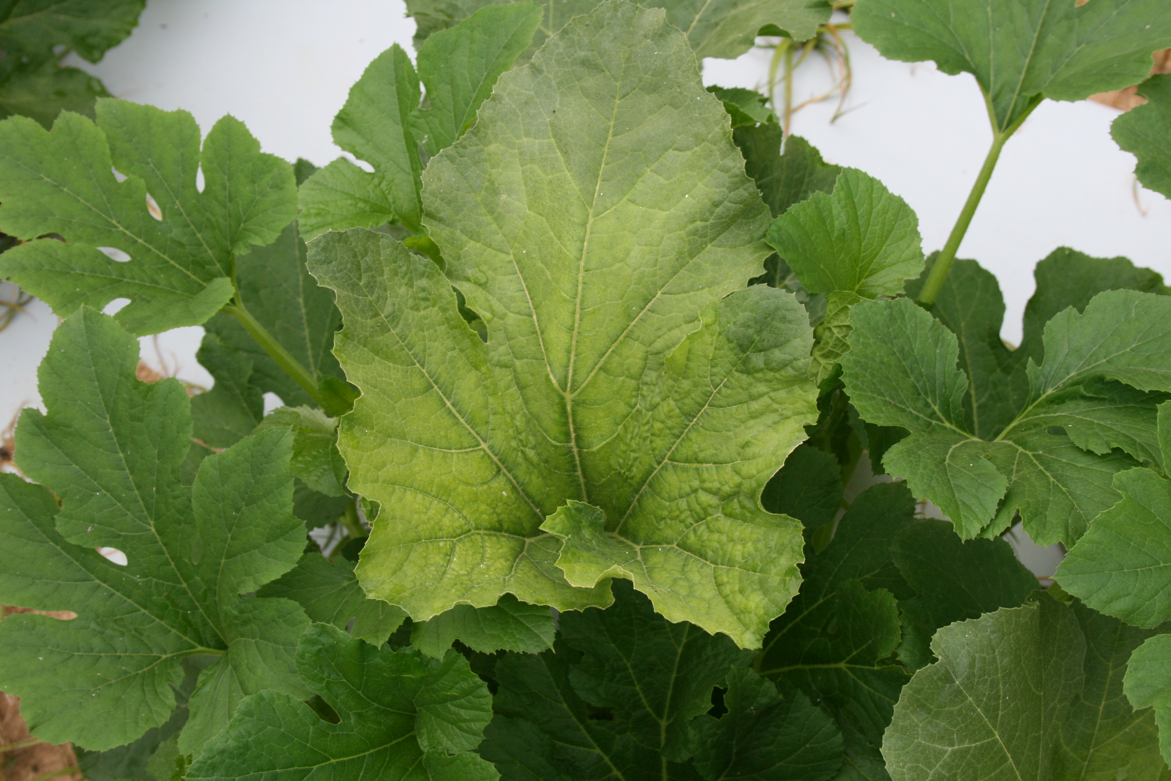 Halosulfuron injury to pumpkin foliage.