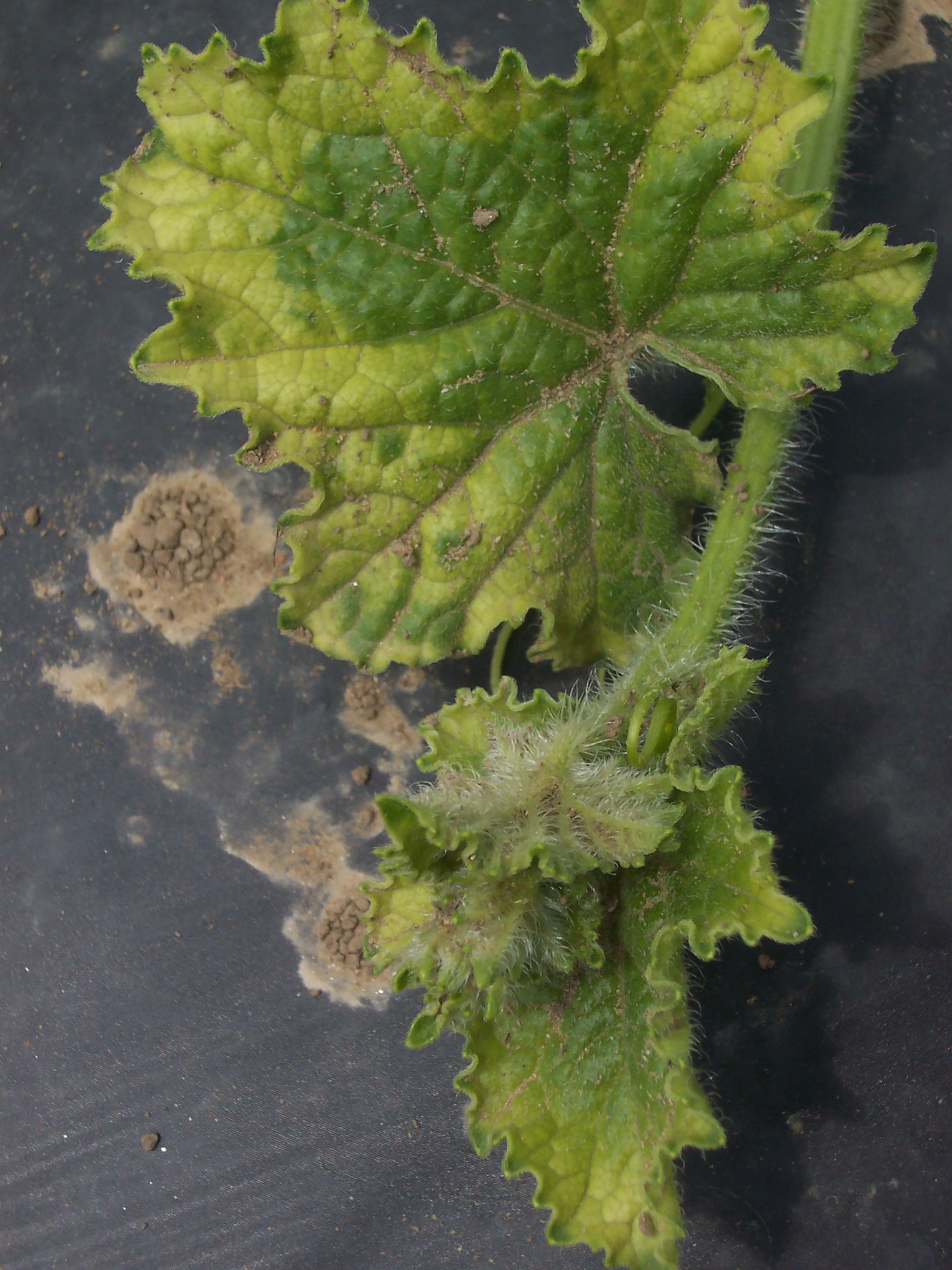 Halosulfuron injury to muskmelon foliage.