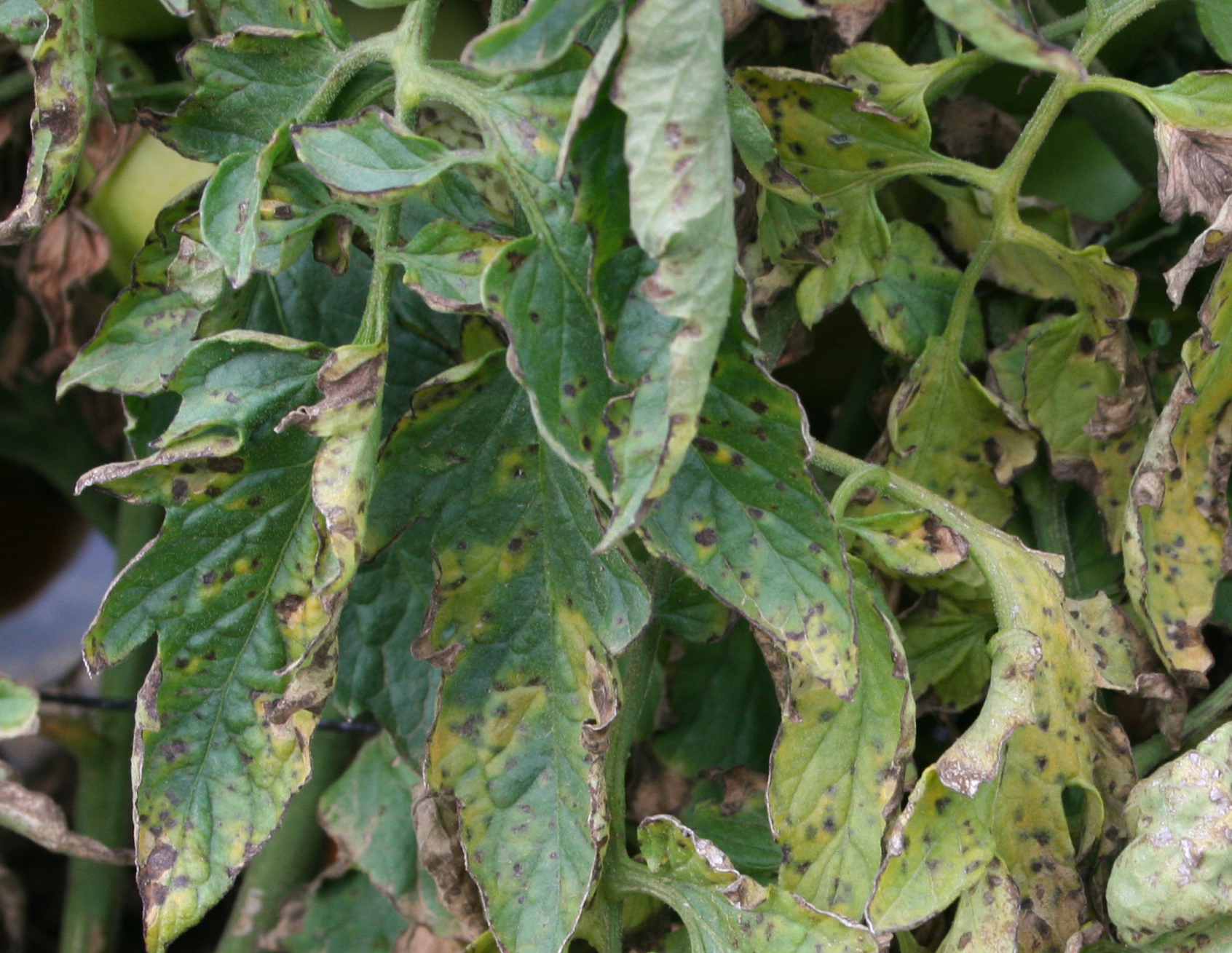 Bacterial spot on leaf.