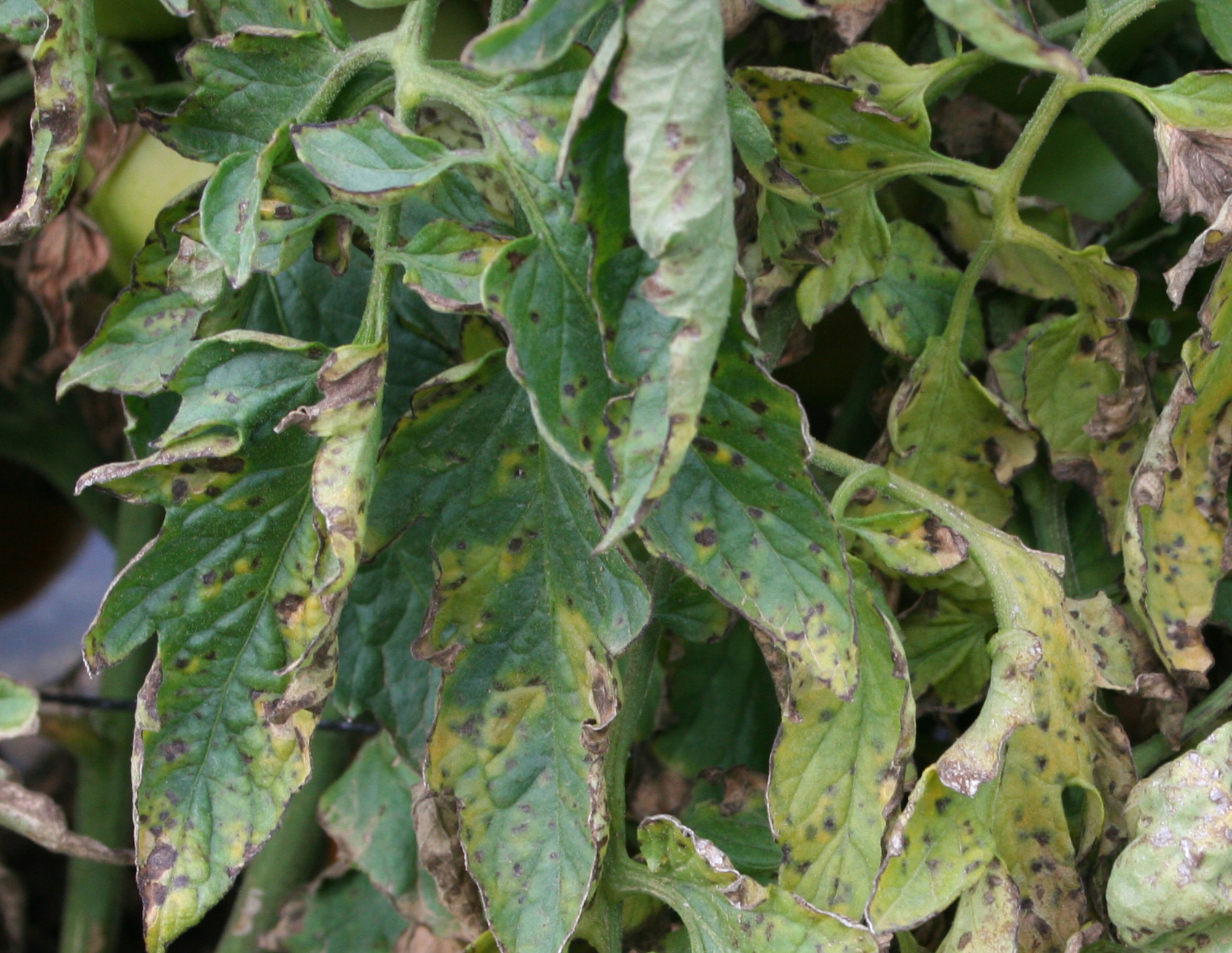 Diseases of Solanaceous Crops | Scouting Guides for Problems of Vegetables