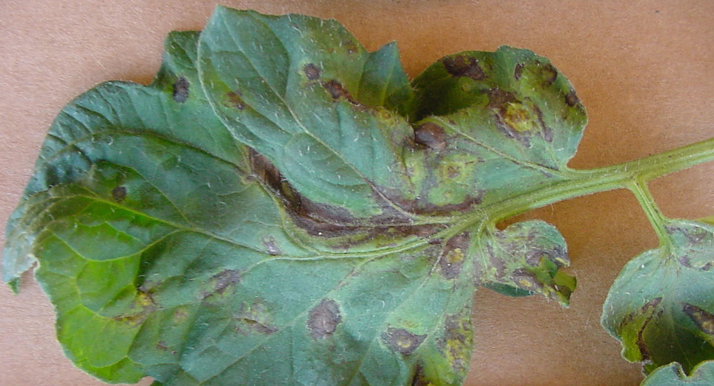 Tomato spotted wilt virus on leaf.