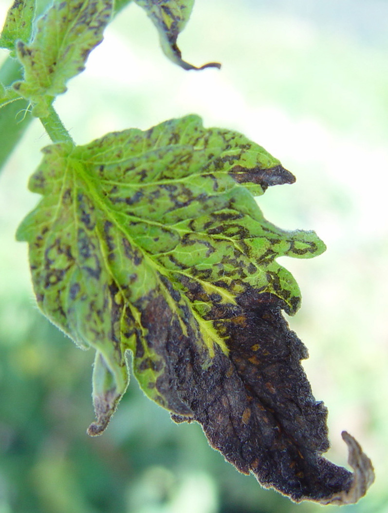 Tomato spotted wilt virus on leaf.