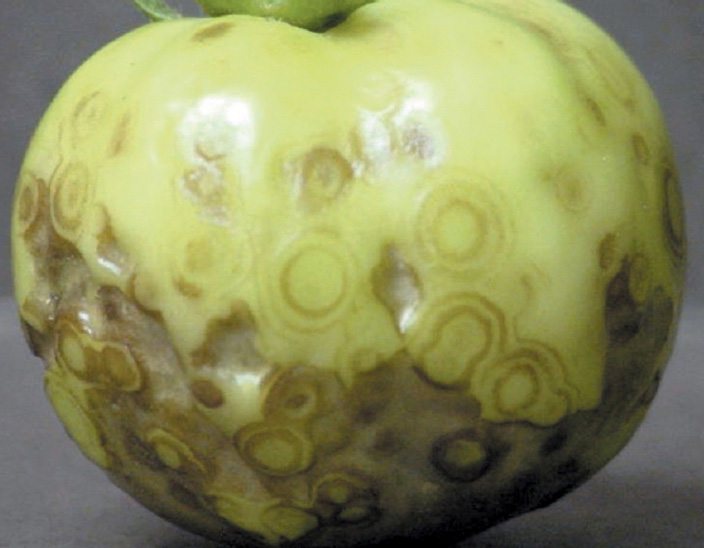 Tomato spotted wilt virus on fruit.