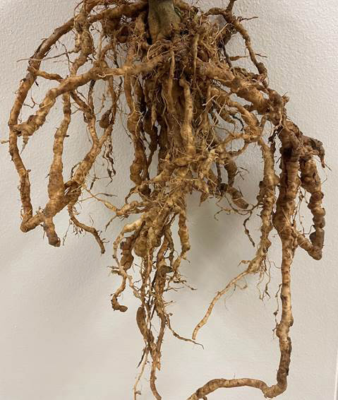 Root-knot nematodes.