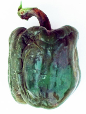 Phytophthora rot on detached fruit.