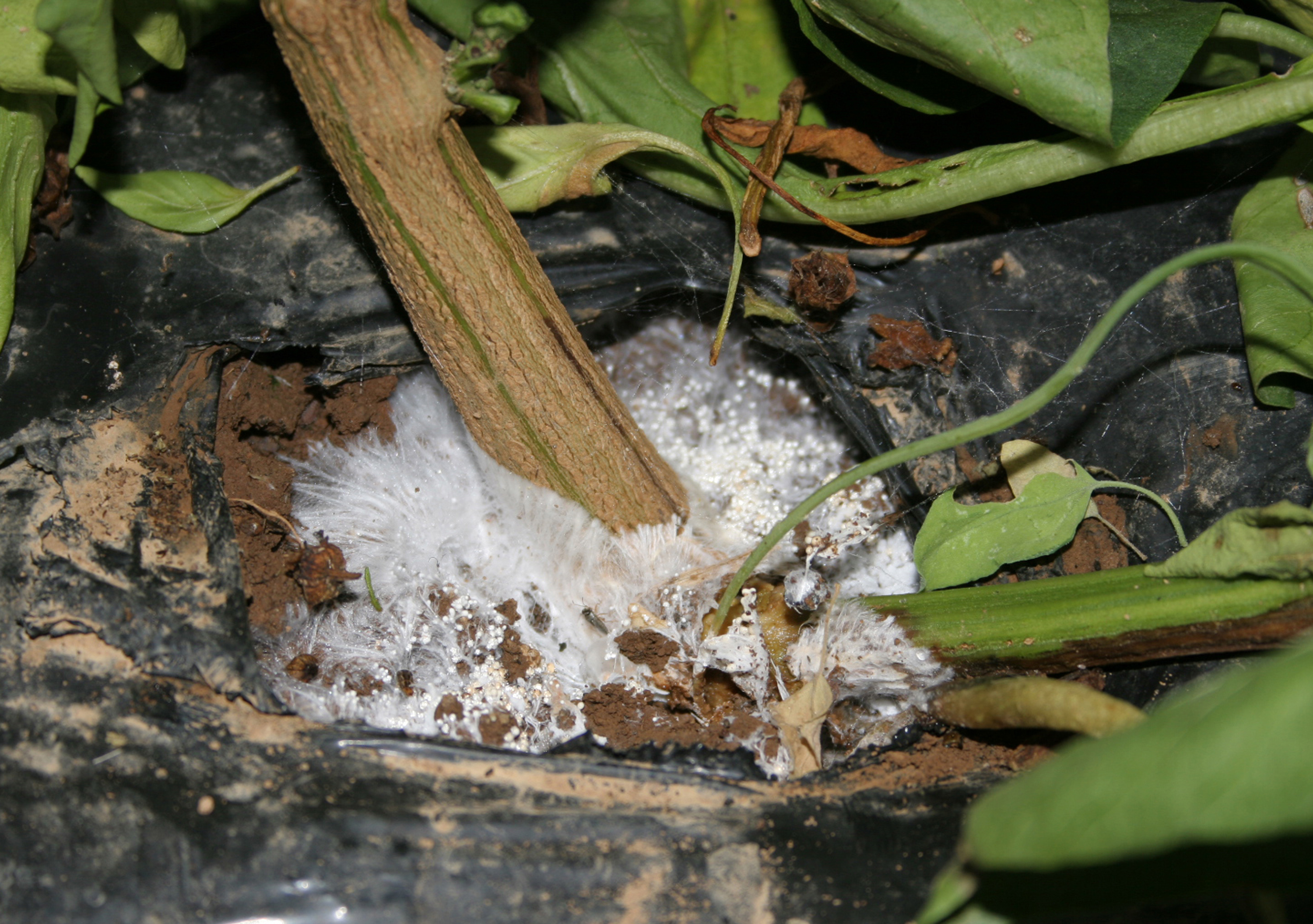 Southern blight mycelium.