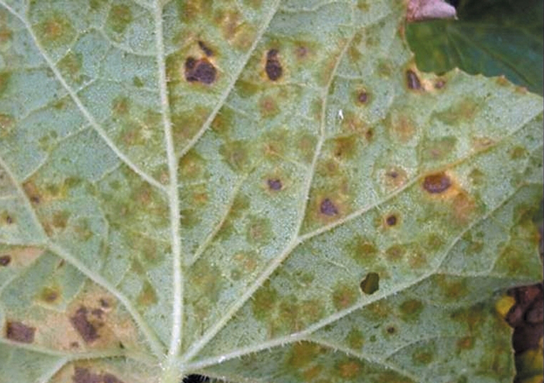 Manganese toxicity on a muskmelon leaf.