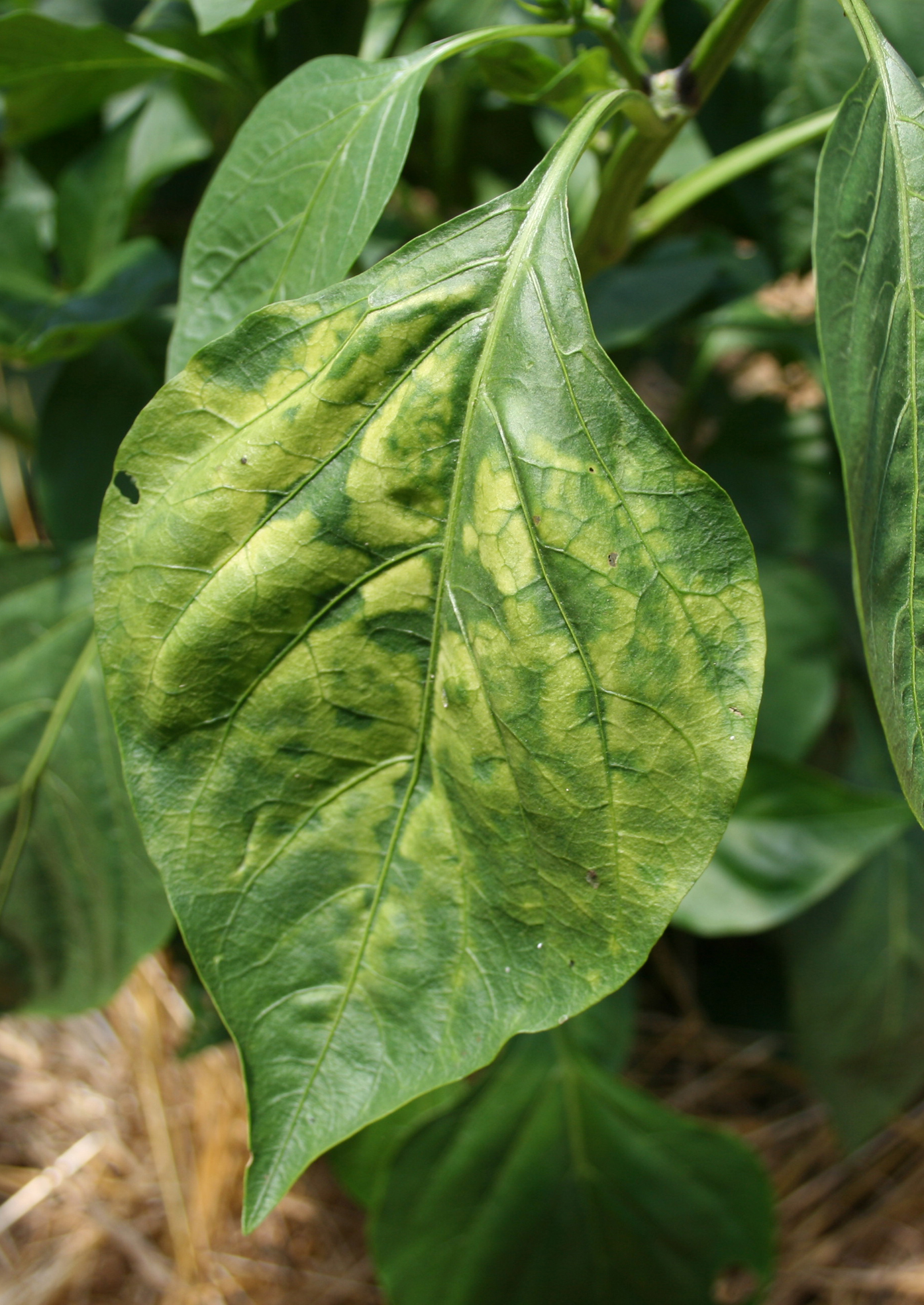 Alfalfa Mosaic Virus of Pepper | Scouting Guides for Problems of Vegetables