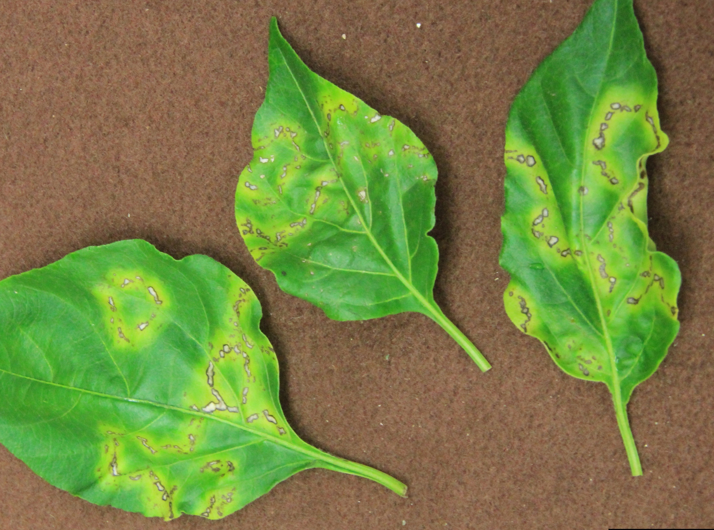 Cucumber Mosaic Virus of Pepper | Scouting Guides for Problems of ...