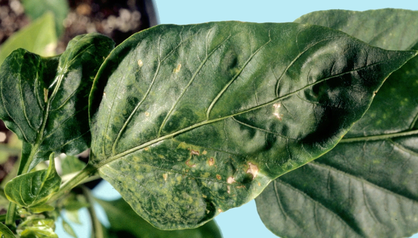 Tobacco etch virus on leaf.