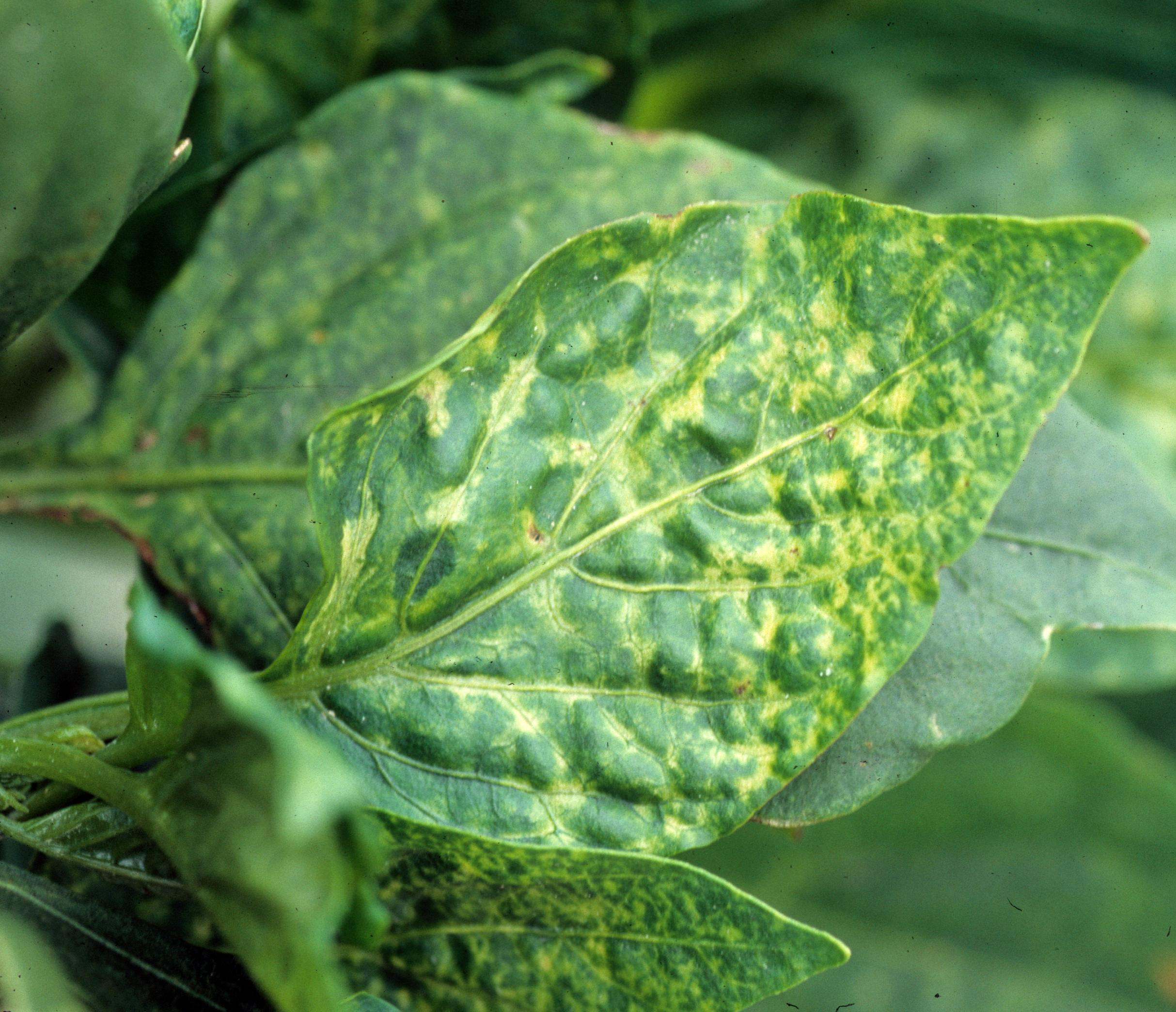 Tomato spotted wilt virus on a leaf.