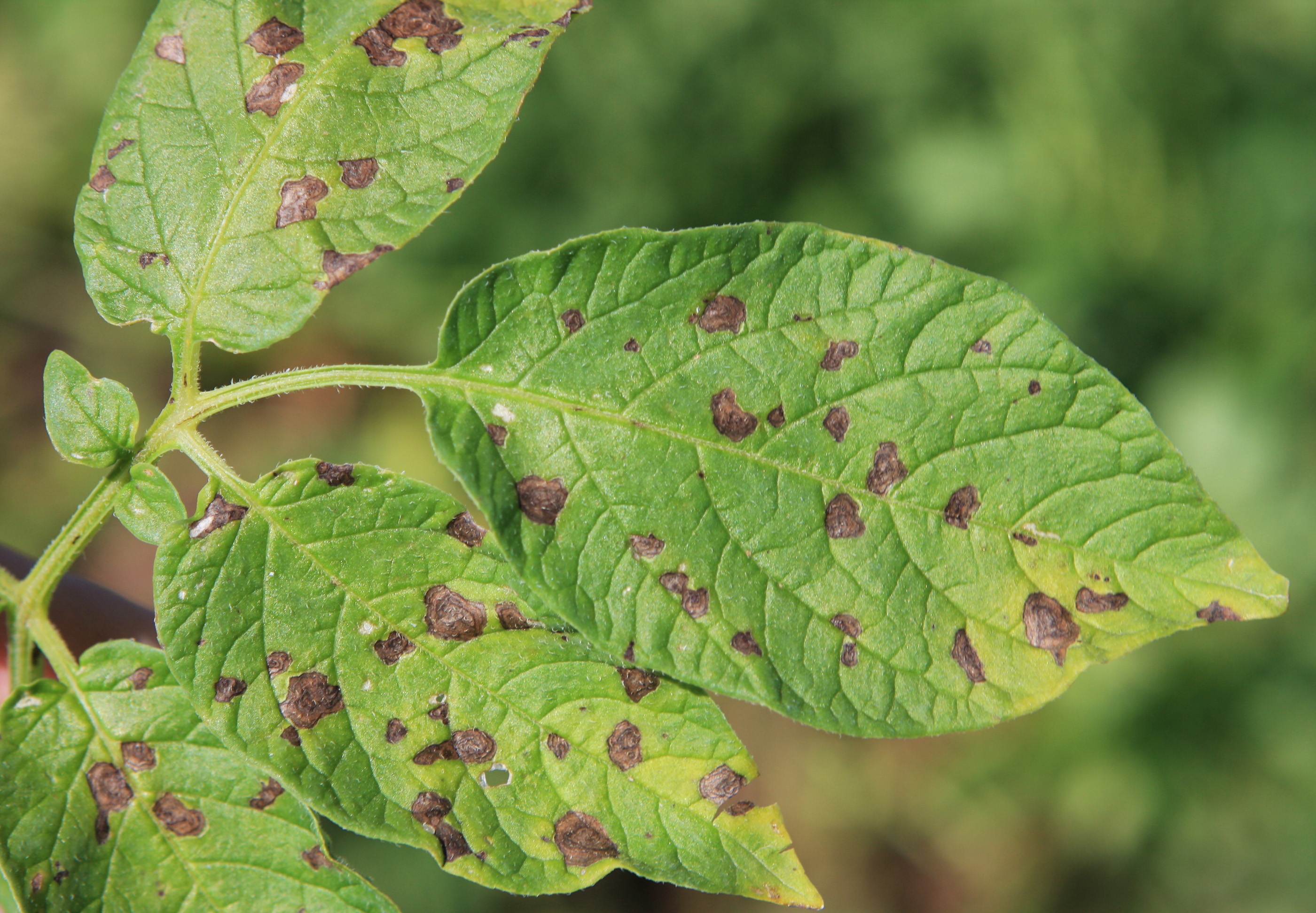 Early blight on leaf.