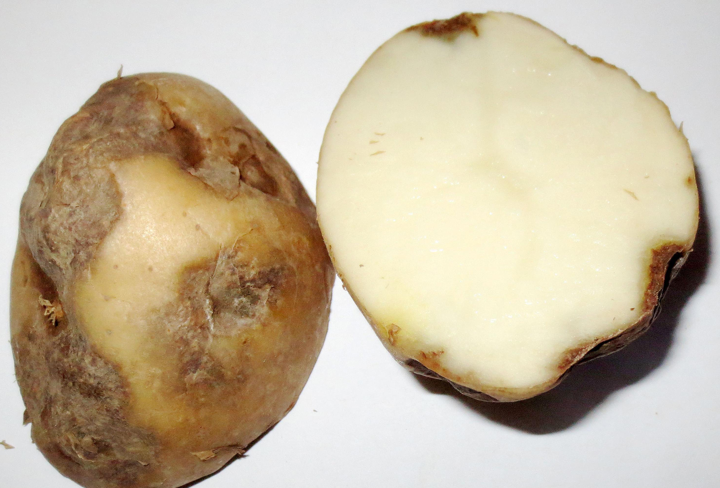 Early blight on tuber.