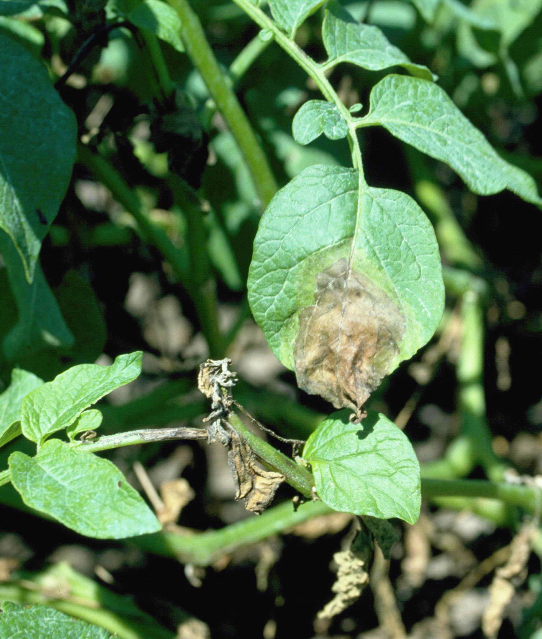 Late blight on leaf.