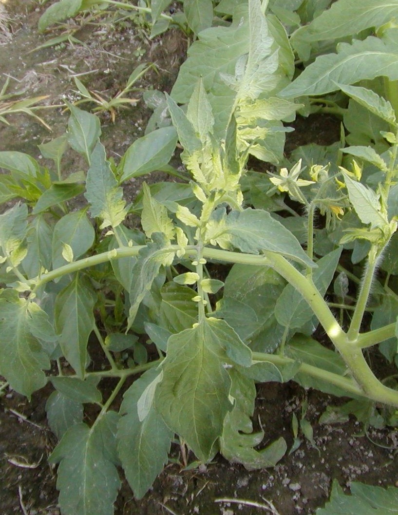 Roundup (glyphosate) damage to tomato foliage.