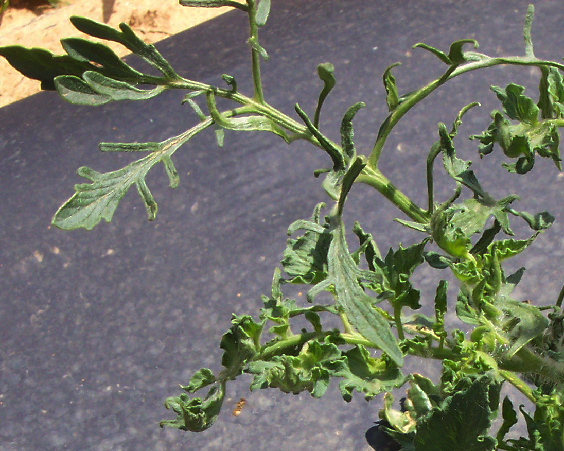 2,4-D (2,4 dichlorophenoxyacetic acid) damage to tomato foliage.
