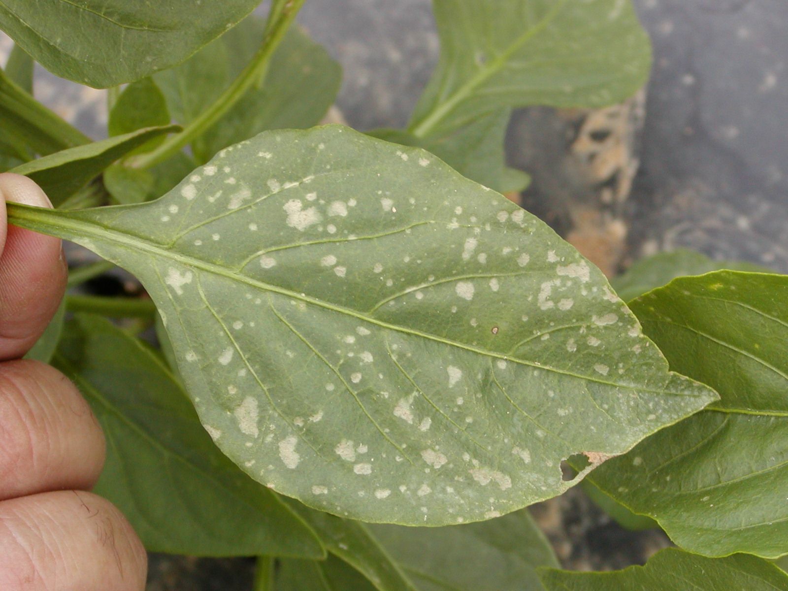 Gramoxone (paraquat) damage to pepper foliage.