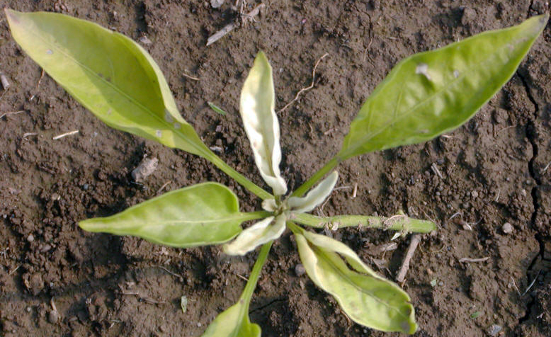 Mestrione (Callisto) damage to pepper.