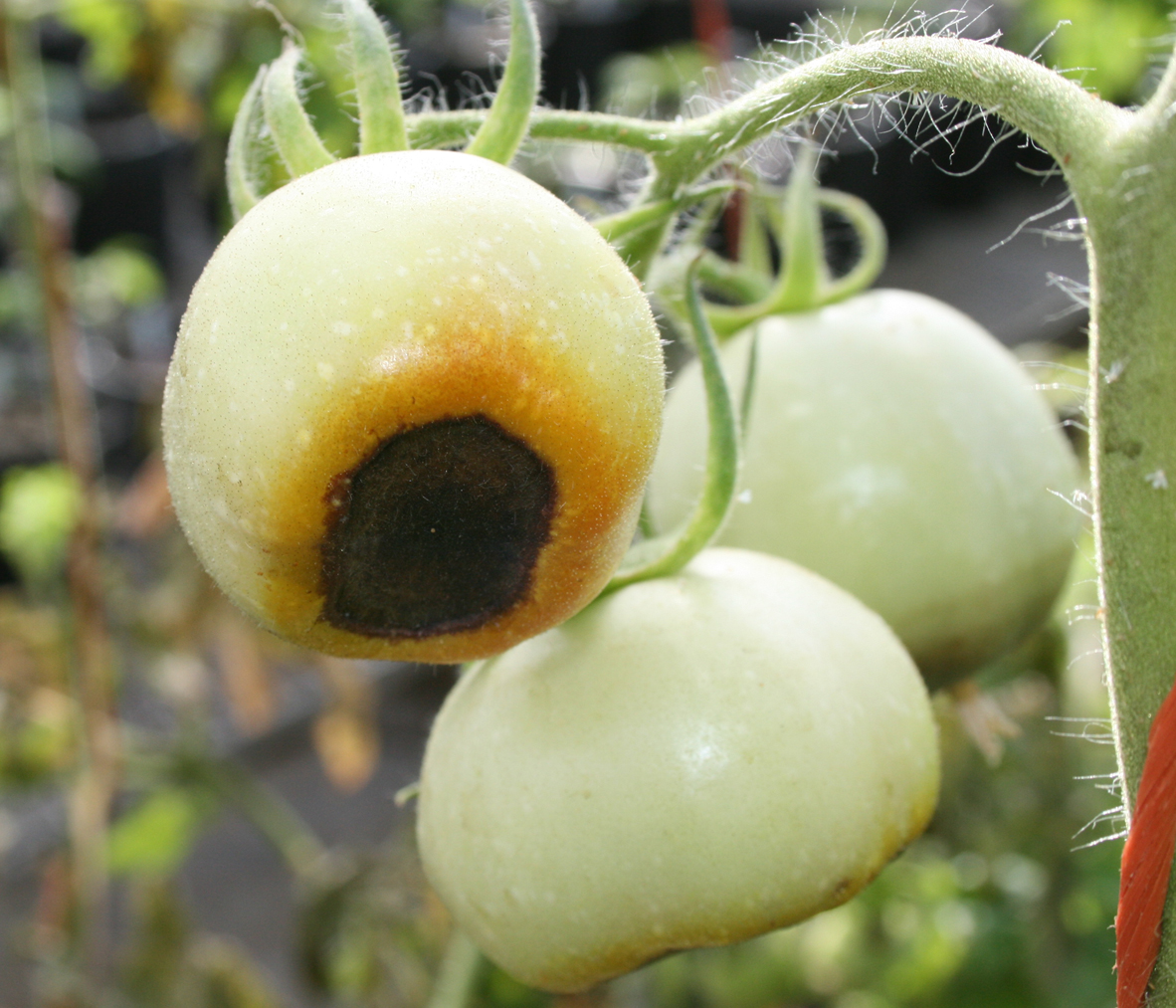 Blossom end rot on tomato.