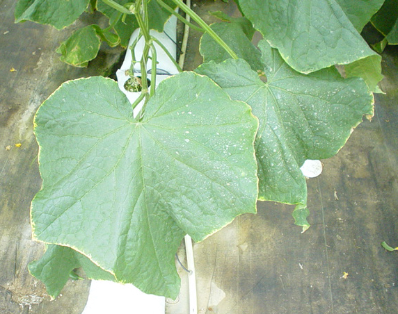 Marginal leaf yellowing on English cucumber foliage resulting from excess salt
