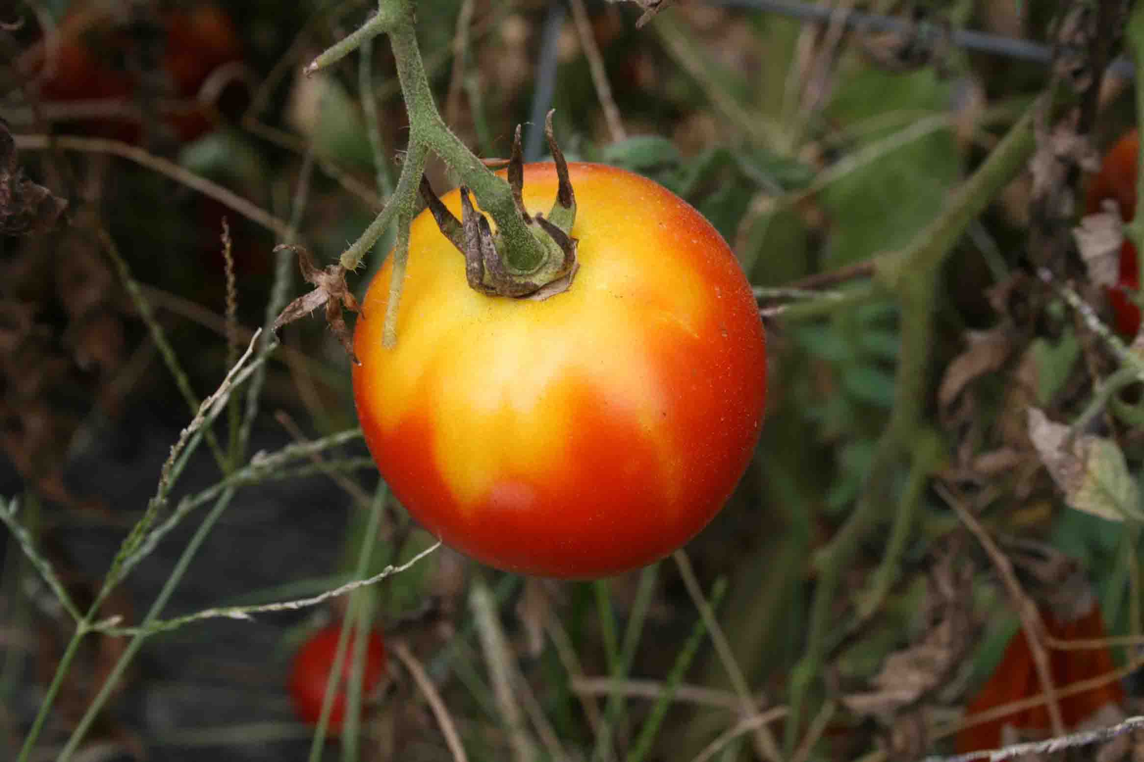 Yellow shoulder on tomato.