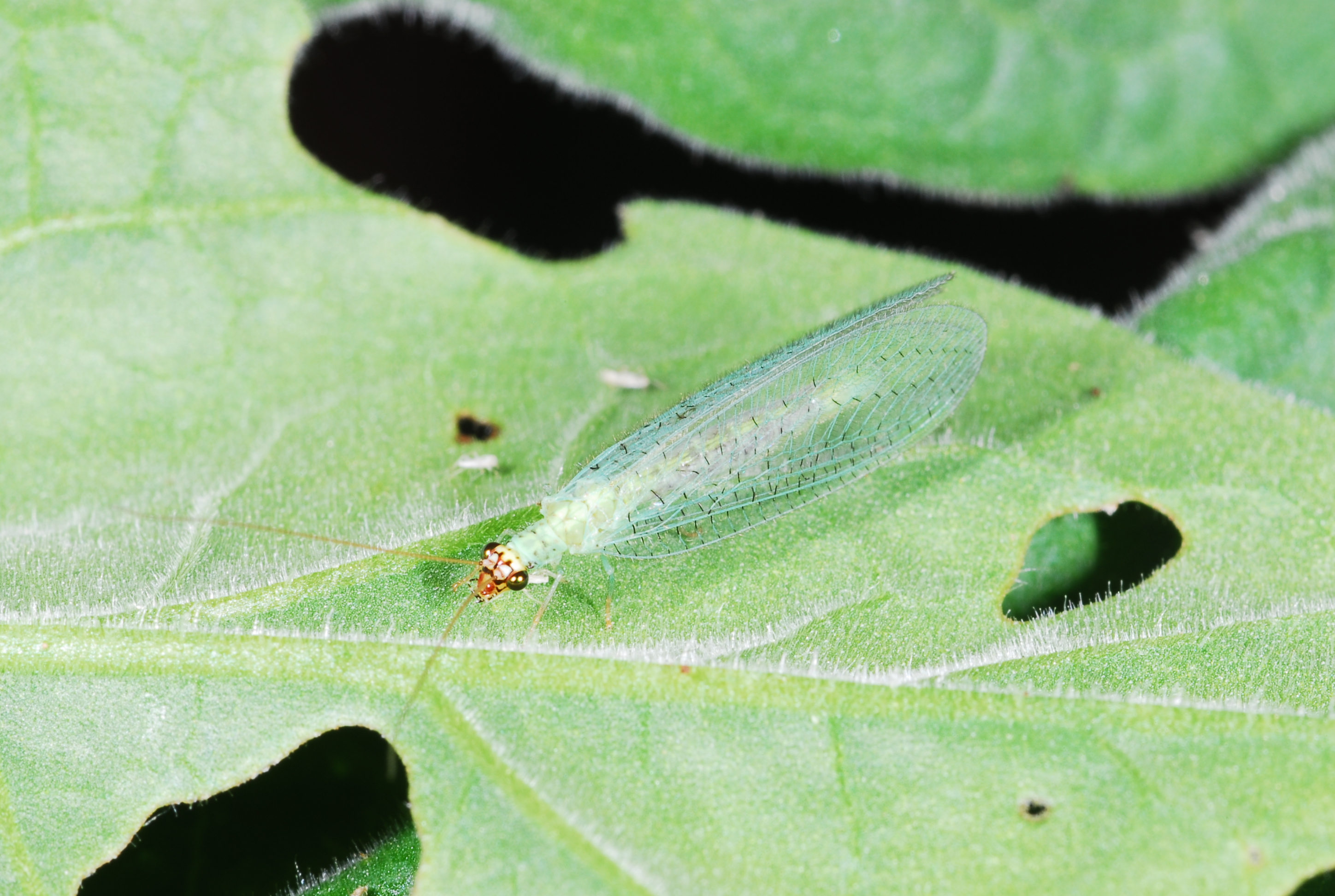 Adults of some species of lacewings feed on aphids prior to laying eggs.