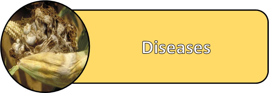 Sweet Corn Diseases