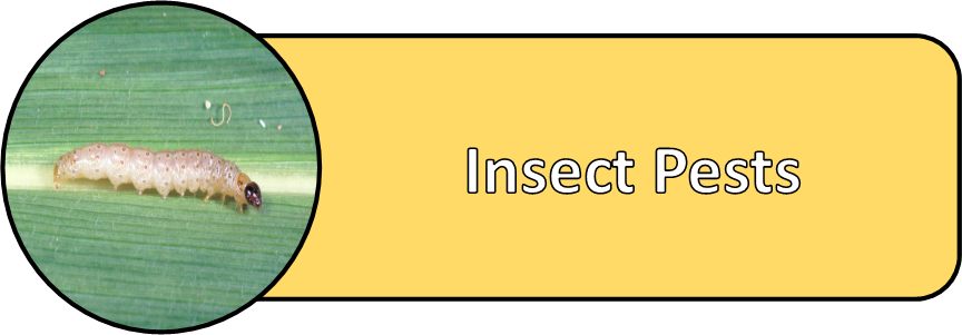 Sweet Corn Insect Pests