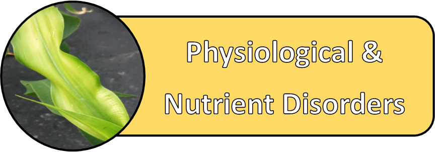 Sweet Corn Physiological and Nutrient Disorders