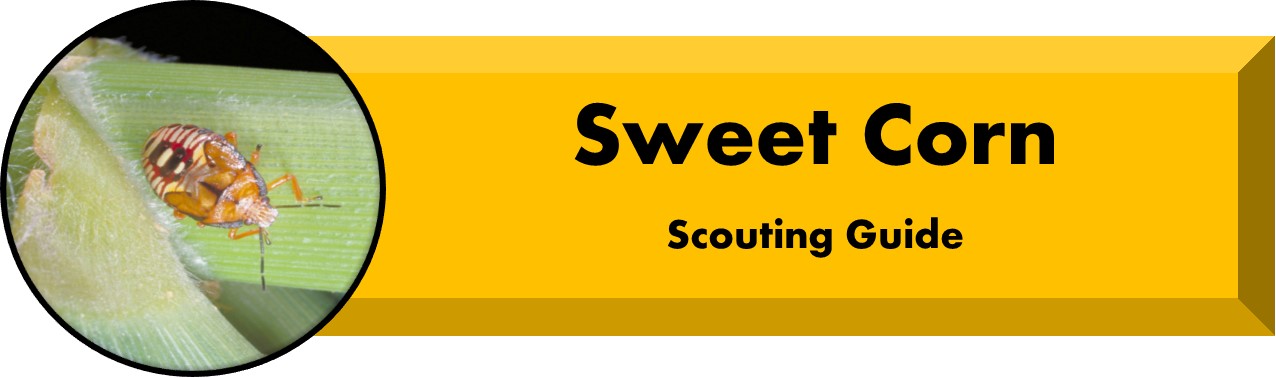 Sweet Corn