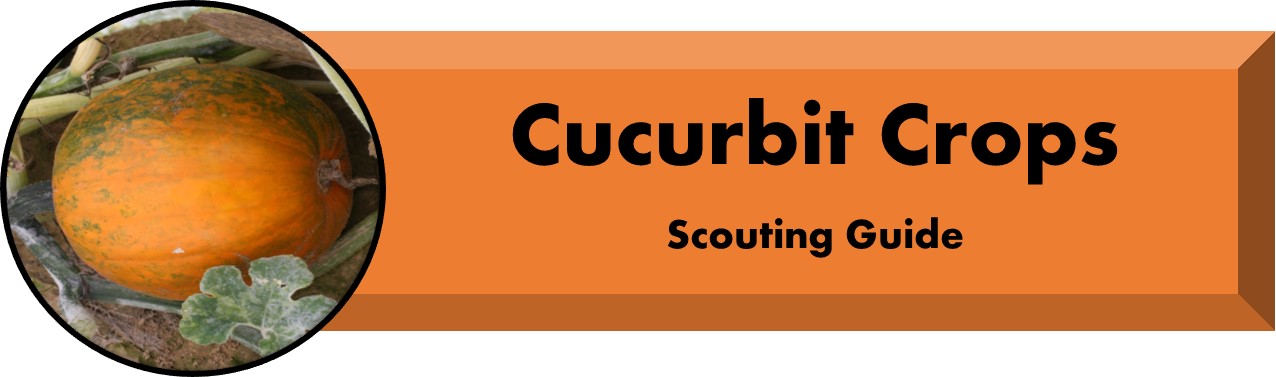 Cucurbit Scouting Guide