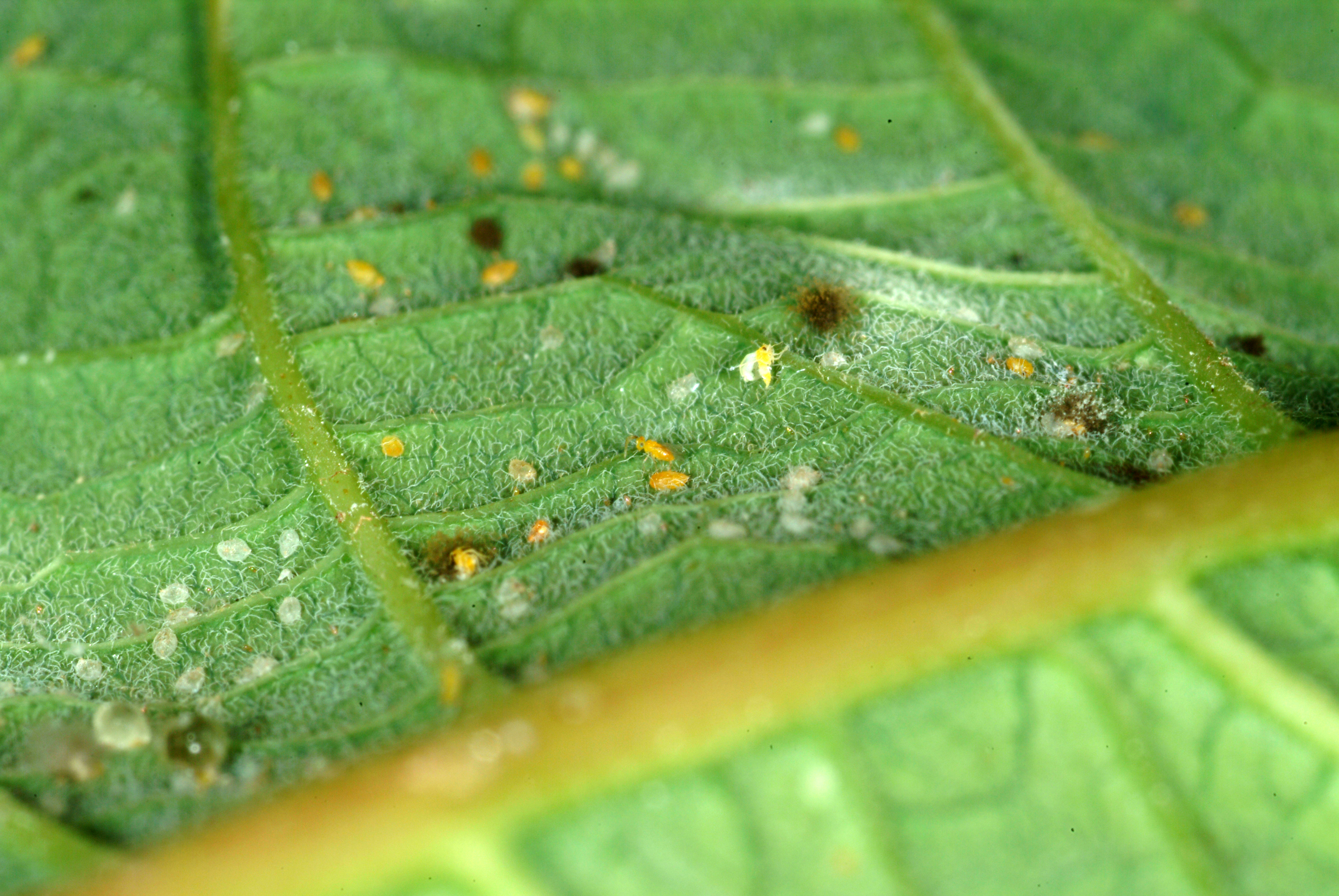 The tiny yellow Eretmocerus are stingless parasitic wasps that lay eggs inside silverleaf whitefly nymphs.