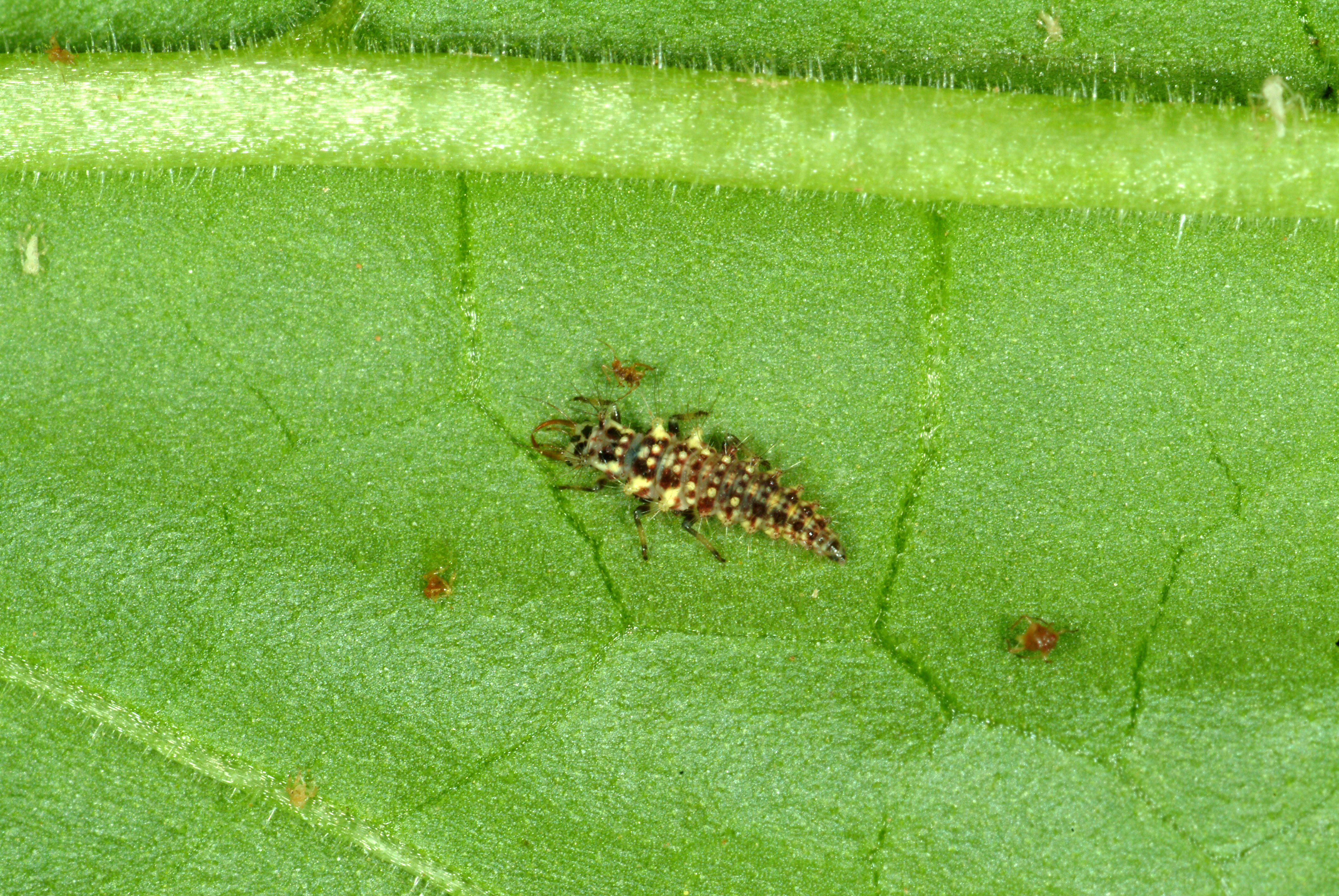 Lacewing larvae use large sickle shaped mouth parts to feed on aphids.